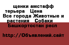 щенки амстафф терьера › Цена ­ 30 000 - Все города Животные и растения » Собаки   . Башкортостан респ.